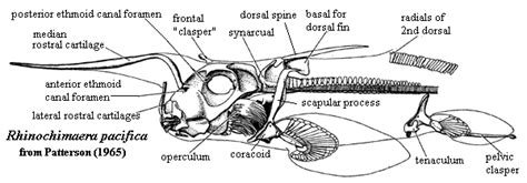 Holocephali - Alchetron, The Free Social Encyclopedia