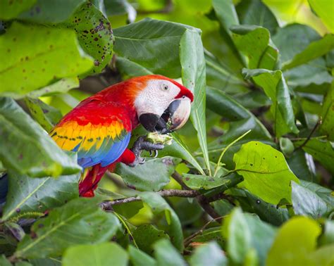 Scarlet Macaw eating fruit | Photo by Ian Plant | Macaw, Outdoor ...