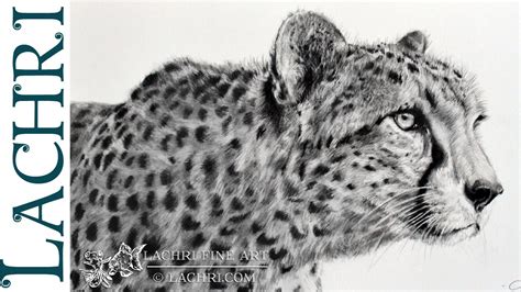 Graphite Cheetah speed drawing w/ Lachri - YouTube