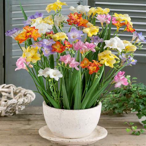 Freesia Seeds - Freesia Royal Mix Flower Seed