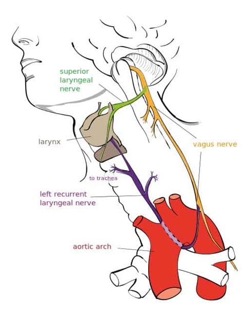 Vagus Nerve Anatomy Diagram - Human Gross Anatomy At The Pennsylvania ...