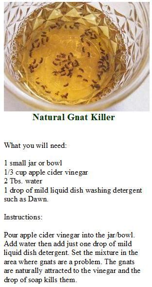 NATURAL GNAT KILLER. | Cleaners & Pest Repellants | Pinterest