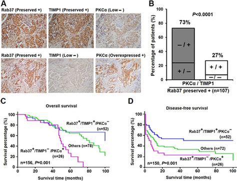 Phosphorylation of Rab37 by protein kinase C alpha inhibits the exocytosis function and ...