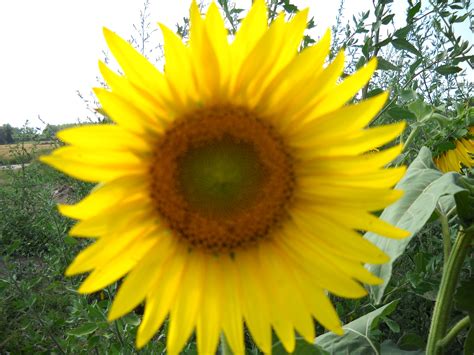 Sunflower fields in Tuscany, Italy | Sunflower fields, Fields, Garden