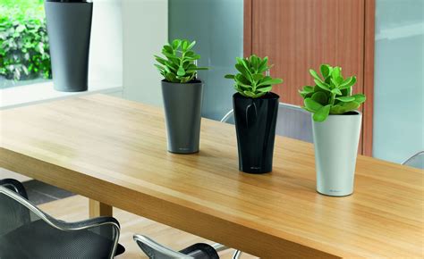 The10 Best Office Plants - Metropolitan Wholesale | Metropolitan Wholesale