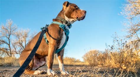 Types of Dog Harness: Pros, Cons And How to Choose