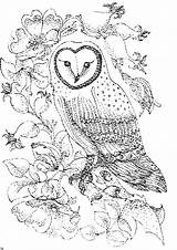 Free Printable Owl Coloring Pages sketch template