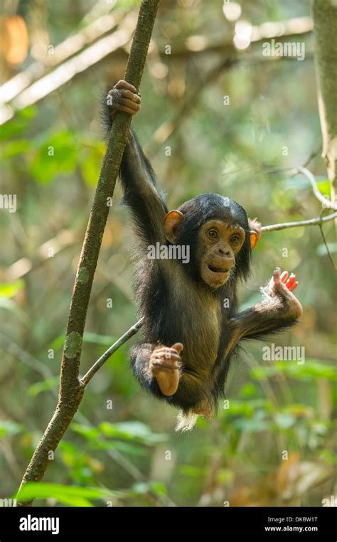 Baby Chimpanzee playing in a tree, Pan troglodytes, Mahale Mountains Stock Photo: 63570692 - Alamy