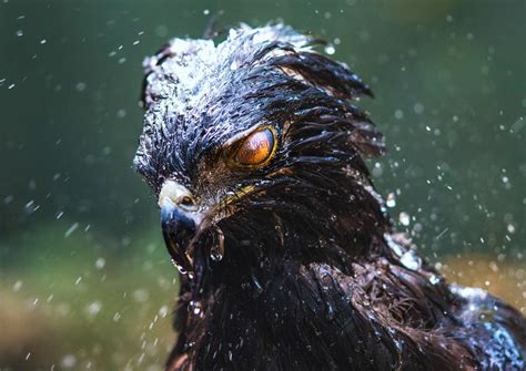 eagle, Black hawk, Birds, Rain Wallpapers HD / Desktop and Mobile Backgrounds