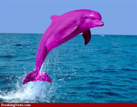 Lavender Dolphins Cousin of the Pink Dolphin - Etsy | Pink dolphin ...