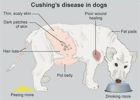 Cushing's Disease in Dogs & Cats - Symptoms & Remedies NZ