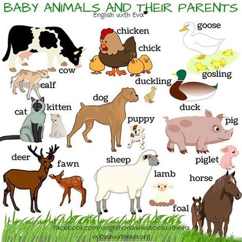 Baby Animals & Their Parents - Fluent Land | Baby animal names, Baby ...