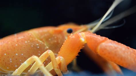 Tangerine Lobster: Care, Size, Color, Food, Feeding & Molting - Video