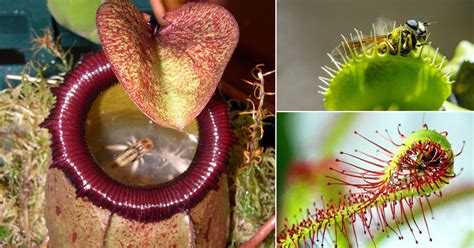 Why Insectivorous Plants Trap Insects | Carnivorous Plants