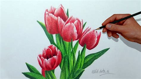 Color Pencil Drawings Of Flowers