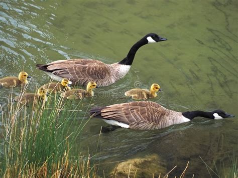 Cute Canadian Geese, Family with Newborn Baby Goslings Swimming in the Water Stock Photo - Image ...