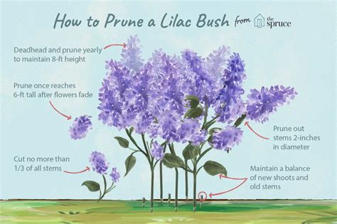 How to Prune Lilac Bushes | Prune lilac bush, Lilac bushes, Lilac gardening