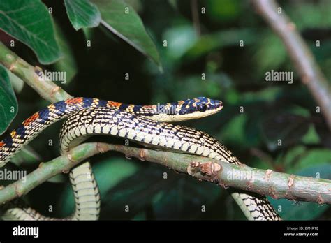 Indian golden flying snake ; Chrysopetea Ornata ; ornate flying snake ...