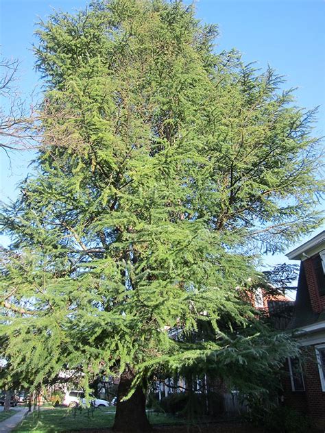 Cedar, Deodar | Notable Trees