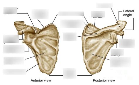 Anatomy of scapula Diagram | Quizlet