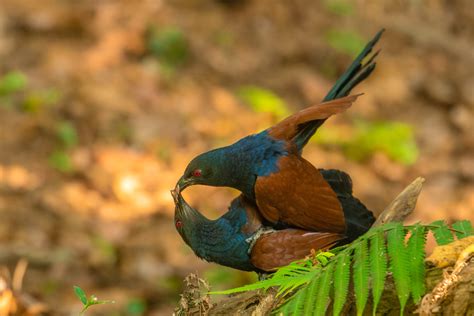 Captivating Courtship Rituals From The Animal Kingdom | Nature inFocus