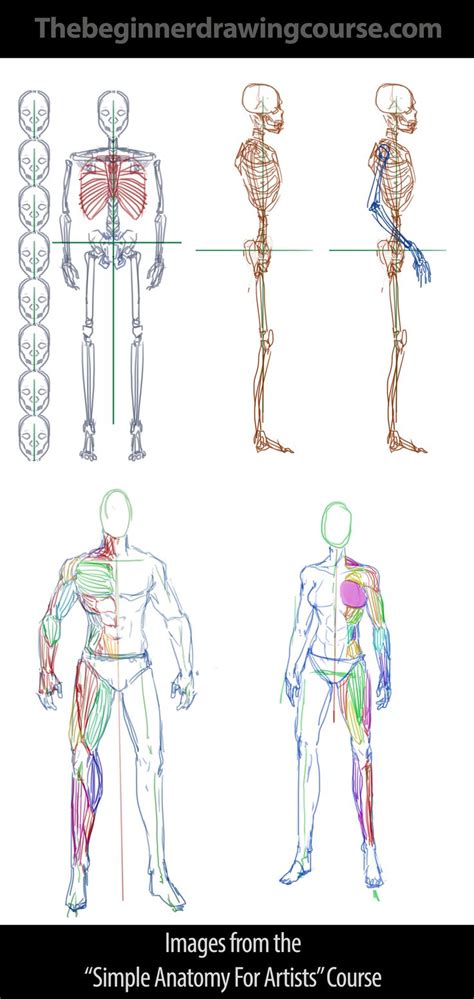 Female Anatomy For Artists Course Free Download ~ lambo-n-thecharlottes