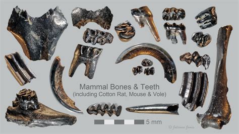 Merritt Island, Florida - Pleistocene fossil photos - Micro-paleontology - The Fossil Forum