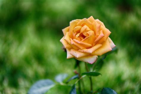 Premium Photo | Yellow rose