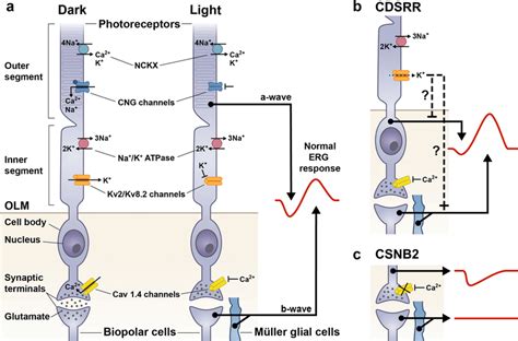 a Schematic overview of a rod photoreceptor showing the localisation of... | Download Scientific ...