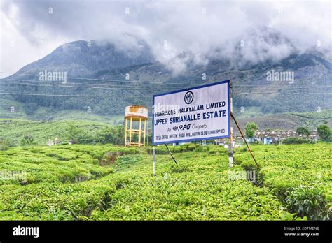 Munnar tea estate in Kerala India. Tea plantation and tea factory with ...