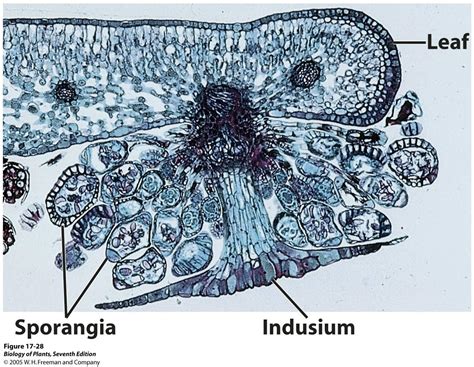 Flashcards - Botany Lab - | StudyBlue