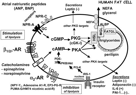 Atrial Natriuretic Peptide Function - Brain Mind Article