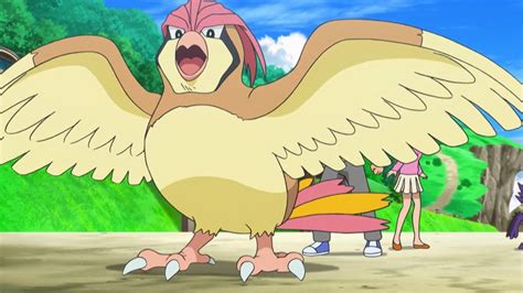 Pokemon BDSP Pidgeotto Guide: Pokedex, location, moveset, evolution - The Click