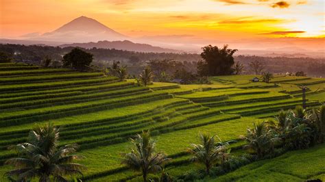Jatiluwih rice terraces at sunrise, Bali, Indonesia | Windows Spotlight Images