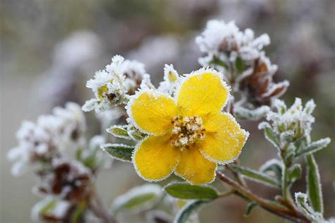 15 Unique Types of Tundra Plants