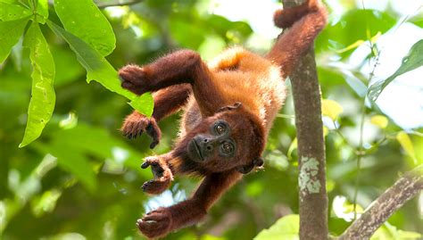 A tale of talented tails | San Diego Zoo Kids