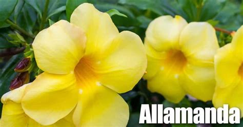 Allamanda Plant Care – A Bush Of Beauty