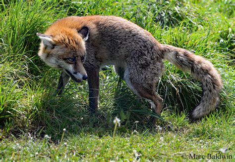 Red Fox Behaviour - Communication | Wildlife Online