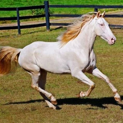 What is a perlino colored horse? - DIY Seattle