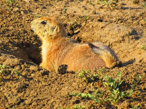 Roberts Prairie Dog Town in Badlands National Park – PoppinUpUSA.com