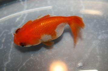 Treating diseases - COMMON GOLDFISH