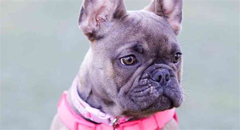 Blue Fawn French Bulldog - An Unusual And Sought After Color