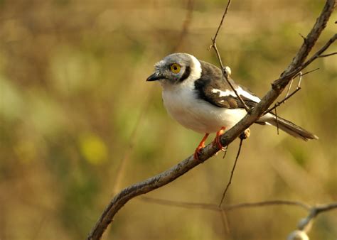 Malawi - Birds