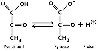 Sandwalk: Pyruvate