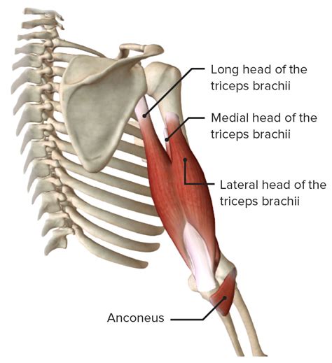 Elbow Joint: Anatomy [+video] - Lecturio Medical