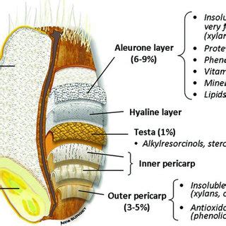 Wheat grain structure. Adapted from Surget & Barron (2005) and Brouns... | Download Scientific ...