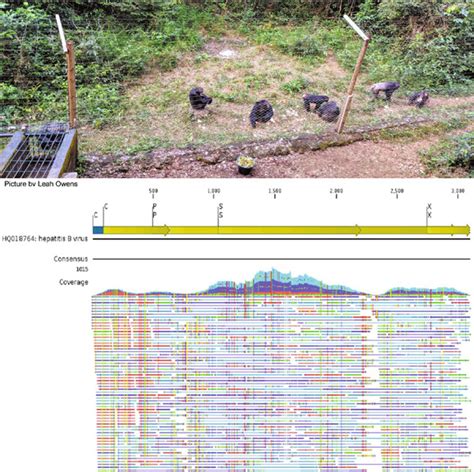 American Journal of Primatology | Primates Journal | Wiley Online Library