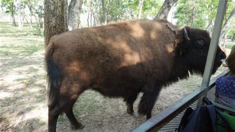 Bayou Wildlife Zoo (Alvin) - 2021 All You Need to Know BEFORE You Go (with Photos) - Tripadvisor