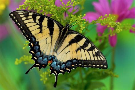 Eastern Tiger Swallowtail Butterfly Photograph by Darrell Gulin - Pixels