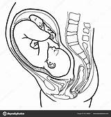 Baby Womb Outline Coloring Icon Illustration Uterus Web Fetus Stock  sketch template